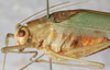 CollectionObject 1532999; ecca8201-7d9b-45dd-aeee-09f71d41b6b2: male, lateral view. (CollectionObject).