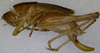CollectionObject 1499561; c08c7402-cb11-46aa-b1c0-bc07a92c4872: female, lateral view (paratype). (CollectionObject).