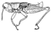 Bogotacris varicolor (Stål, 1878): Fig. 67. male, habitus. (Otu).