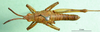 CollectionObject 1501792; dc7087f1-756f-412d-975a-ade6dc92c8ea: male, dorsal view (allotype). (CollectionObject).