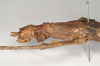 CollectionObject 1557527; NHMUK(SF IMPORT DUPLICATE) 845098, c04b87f0-7e74-4660-85e2-5ca7fe34a925: copyright Natural History Museum, London. female: head and thorax, lateral view (holotype). (CollectionObject).