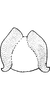 Connective: !! display not done !! on Aaka Dworakowska, 1972: Connective (A. coera Dwor.). (Observation).