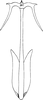 Aedeagus, ventral view on Diplocolenus (Verdanus) Oman, 1949: Aedeagus, ventral view. (Observation).