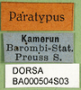 CollectionObject 1502213; ee8f1e05-e09e-4402-b4b4-b7dcecd060ef: labels (syntype or paratype). (CollectionObject).