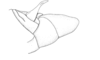 Ronderosia gracilis (Bruner, 1911): Fig. 4N. make, abdomen tip, lateral view. (Otu).