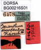 CollectionObject 1500824; 6bab2331-ef91-46c4-b289-34d2f367f604: labels (lectotype). (CollectionObject).
