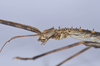 CollectionObject 1557238; 63c671d2-8552-4f83-a8ac-ce71d6e1359b: copyright NHMB, Basel. female: head and thorax, lateral view (holotype). (CollectionObject).