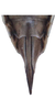 Ovipositor: !! display not done !! on Doratura stylata (Boheman, 1847): Ovipositor. (Observation).