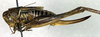 CollectionObject 1502676; 950b9be7-1fb7-43c1-ab2c-c6c28c3f40d1, DORSA BTmonarmS02: female, lateral view (syntype). (CollectionObject).