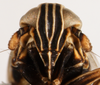 Head on Dicranotropis (Leimonodite) beckeri Fieber, 1866: (Observation).