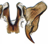Connective: Hecalus hamiltoni, connective and stylus, ventrally (INHS). (Observation).