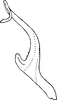 Aedeagus, lateral view on Asymmetrasca decedens (Paoli, 1932): Aedeagus, lateral view. (Observation).