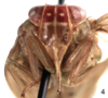 Head on Cordela rubra Gnezdilov, 2019: (Observation).
