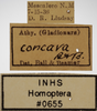 Other on Athysanella (Gladionura) concava Ball & Beamer, 1940: Labels - Male. Labels for male specimen. (Observation).