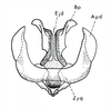 Brownacris karruensis Brown, 1972: Fig. 26. phallic complex, dorsal view. (Otu).