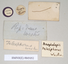 CollectionObject 1557074; e8824fa7-7bdd-4f78-b5d6-828855d146a0: copyright Natural History Museum, London. male, data labels of Anophelepis telesphorus (syntype). (CollectionObject).;CollectionObject 1557075; 8e1aa3ad-4f20-40ea-8faf-7e21629869df: copyright Natural History Museum, London. male, data labels of Anophelepis telesphorus (syntype). (CollectionObject).