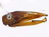 Habitus, dorsal view on Anormenis umbrosa (Melichar, 1902) now Anormenis nigrolimbata (Fowler, 1900): (Observation).