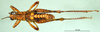 CollectionObject 1500290; 7973a650-4ffa-4fa3-a05b-19c88ad70360, DORSA BA000142S01: male, dorsal view (syntype). (CollectionObject).;CollectionObject 1537253; 02a6185c-c75a-44dc-b212-0b1b28362ffa: male, dorsal view (syntype). (CollectionObject).