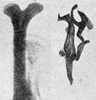 Other on Erythridula cornipes (Beamer, 1930): Aedeagus, connective, and styli. (Observation).