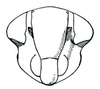 Head: Hebecephalus signatifrons, face. (Observation).