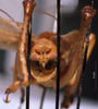 CollectionObject 1516498; 516ba594-c0f6-42c0-8d4e-86c0fb01d5b1: male abdominal apex. (CollectionObject).