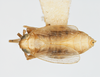 Habitus, dorsal view on Elachodelphax (Aschedelphax) pediforma (Beamer, 1947): (Observation).