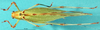 CollectionObject 1503504; 2fc55469-4823-4381-ae3b-3de41807d50e: female, dorsal view (holotype). (CollectionObject).
