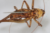 CollectionObject 1505836; bb6c90b3-dc1c-477a-bc51-c27b0a36fc50: male, ventral view (syntype). (CollectionObject).