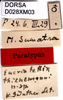 CollectionObject 1505144; 099782ce-e3b3-4f9e-abb1-97a1d4a9c195, DORSA D028XM03: labels (paratype). (CollectionObject).