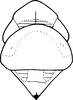 Head on Eurhadina (Singhardina) rutilans Hu & Kuoh, 1991: Head and thorax. (Observation).