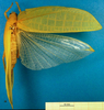 CollectionObject 1501720; d31021c3-9c11-48f9-b532-591f70bb51c7, DORSA BTlioaduS03: female, dorsal view (syntype). (CollectionObject).