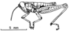 Arminda lancerottensis Holzapfel, 1972: Fig. 1 D. male habitus, lateral view. (Otu).