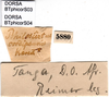 CollectionObject 1475558; 91736996-e969-4520-bb0c-fbc121df387d, DORSA BTphicorS03: labels (syntype). (CollectionObject).