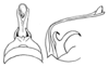 Fig. 6 (probably after type). male abdomen tip, dorsal and lateral view (Ceraia laminata). Depicts Ceraia cornutoides cornutoides Caudell, 1906, an Otu.