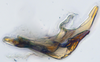 Aedeagus, lateral view: (Observation).