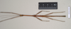 CollectionObject 1559430; 0ff15772-69cf-4ade-93a0-39d16826f620: copyright Natural History Museum, London. male of synonym Lonchodes hosei herberti (paratype). (CollectionObject).;CollectionObject 1559431; 46b1f043-e927-45f1-9ae1-a4e9b7601344: copyright Natural History Museum, London. male of synonym Lonchodes hosei herberti (paratype). (CollectionObject).