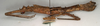 CollectionObject 1558459; NMW 730'', 52dc922b-dd87-48c8-8f76-781ac54b7c9c: copyright NMW, Vienna. female, lateral view (paralectotype). (CollectionObject).