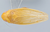 Habitus, dorsal view: !! display not done !! on Gyponana (Gyponana) attenuens Hamilton, 1982: (Observation).