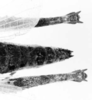 CollectionObject 1540735; 2c1bf081-3f50-40ae-a61e-5f5254a8a2ee: Image Carbonell, C.S. female abdomen tip, dorsal view (holotype). (CollectionObject).