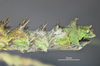 CollectionObject 1595662; 3c2d9ef7-965a-4a20-a322-2cf0e46e7296: copyright SWFU Kunming. female, end of abdomen, lateral view (holotype). (CollectionObject).