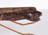CollectionObject 1561797; 1557770d-b328-452f-9479-2b9e9cd2afe5: copyright ZMHB, Berlin. female: end of abdomen, lateral view (paratype). (CollectionObject).;CollectionObject 1561798; 8f0068fb-8f6e-49cc-8d50-1c4db9ca8308: copyright ZMHB, Berlin. female: end of abdomen, lateral view (paratype). (CollectionObject).