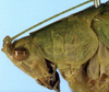 CollectionObject 1532111; 31c02bb1-19ae-4afa-9015-859f66c0e3ae: male head and pronotum, lateral view (syntype). (CollectionObject).
