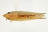 Habitus, dorsal view on Batusa agilis Melichar, 1902: (Observation).