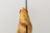 CollectionObject 1593078; b2757829-02e9-4694-9673-55fd6ac99e1d: female, frontal view (allotype of Pyrgomorphella predtetshenskii). (CollectionObject).