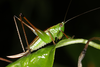 FieldOccurrence 3840; 6ccbdf28-aef2-4b96-b8cc-f6021eea97b7; Reserva Surucuá, 2017/03/11: (FieldOccurrence).