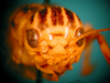 CollectionObject 1530872; 2e77056e-37da-48c1-8aaf-208765f58481: male, frontal view (paralectotype). (CollectionObject).
