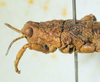 CollectionObject 1498703; ba0b4d5c-9422-4f32-9e56-630015aec536: male head and pronotum, lateral view. (CollectionObject).