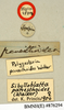 Sibylloblatta panesthoides (Walker, 1868): Copyright Natural History Museum, London. Labels from holotype (adult female) in BM(NH). (Otu).