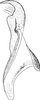 Stylus on Cosmotettix (Cosmotettix) caudatus (Flor, 1861): Stylus. (Observation).