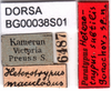 CollectionObject 1575846; b93abbe0-f4b8-417e-bd86-cc53e66534c2: labels (paratype). (CollectionObject).